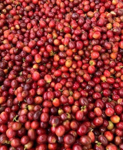 Café Luri Gourmet 8 oz.